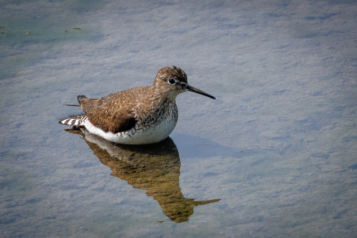 Solitary Sandpiper - ML640324185