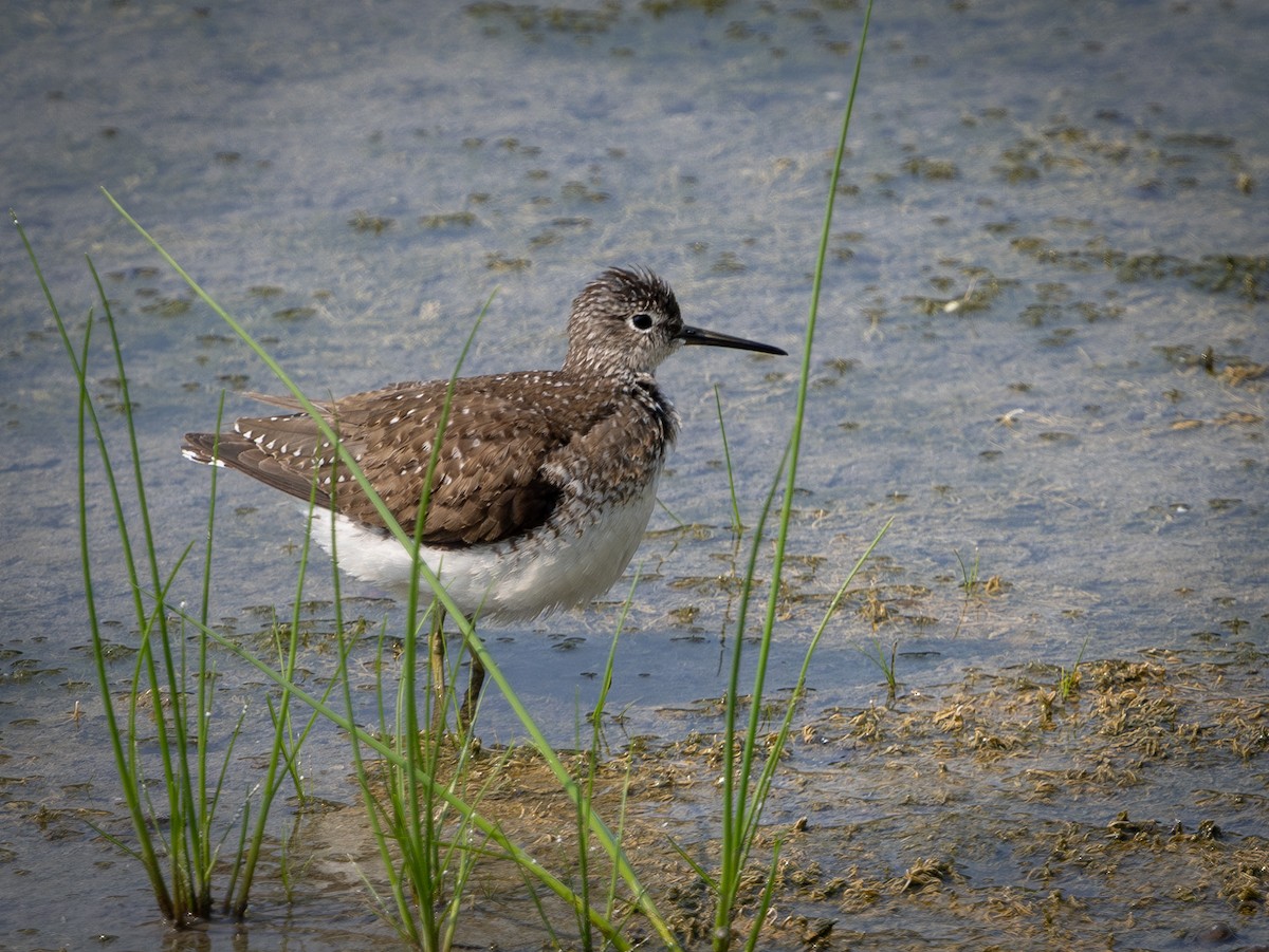 Solitary Sandpiper - ML640324186