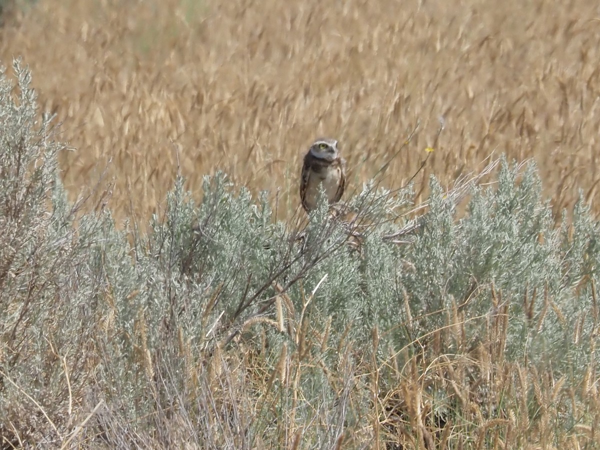 Burrowing Owl - ML640324201