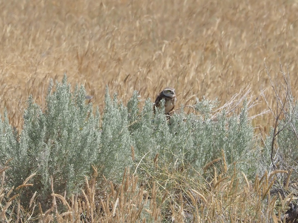 Burrowing Owl - ML640324204