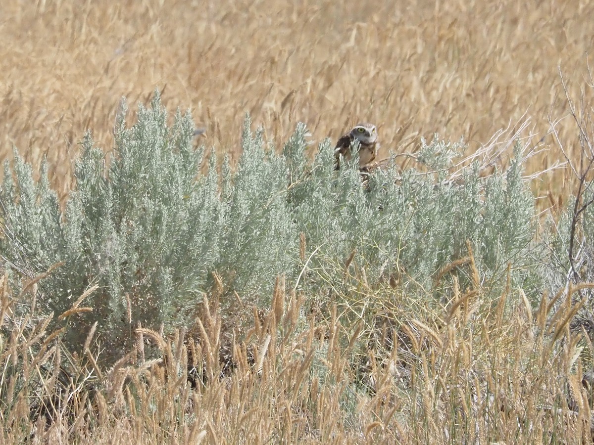 Burrowing Owl - ML640324206