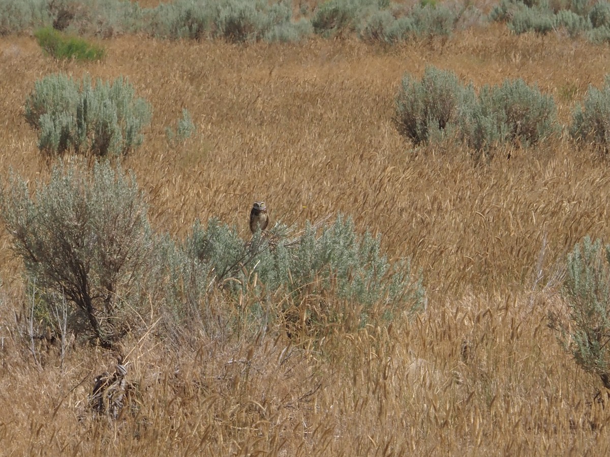 Burrowing Owl - ML640324207