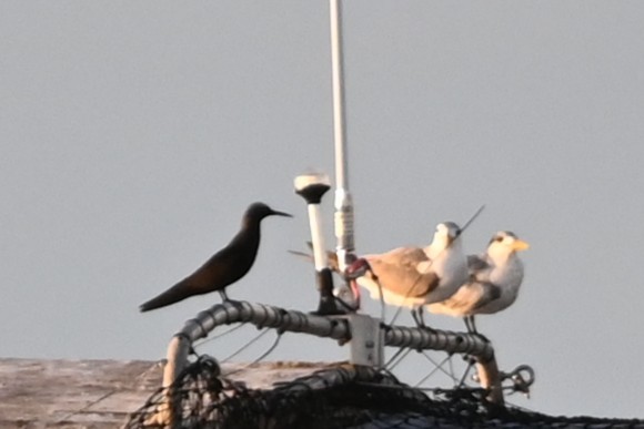 Brown Noddy - ML640324283