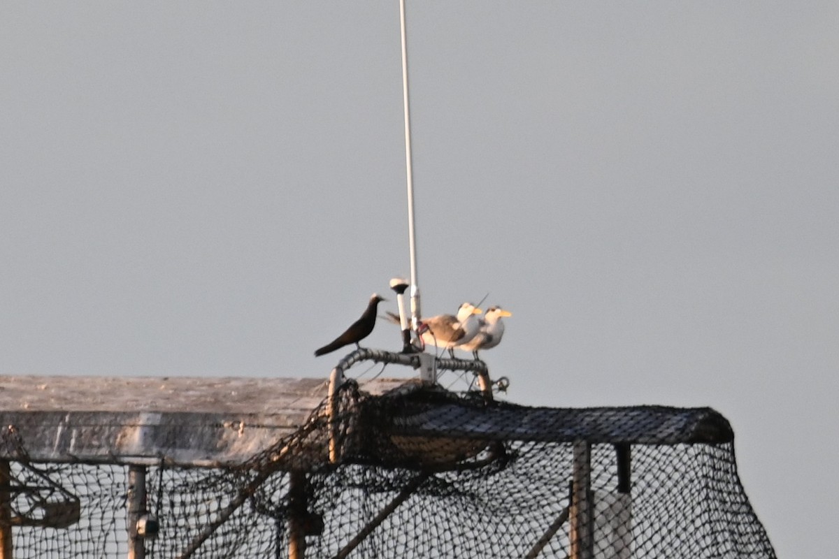 Brown Noddy - ML640324284