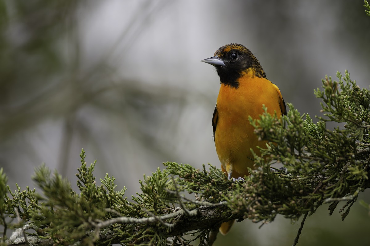 Baltimore Oriole - ML640324298