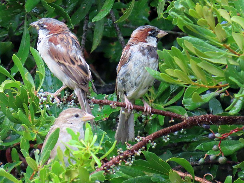 House Sparrow - ML640324360