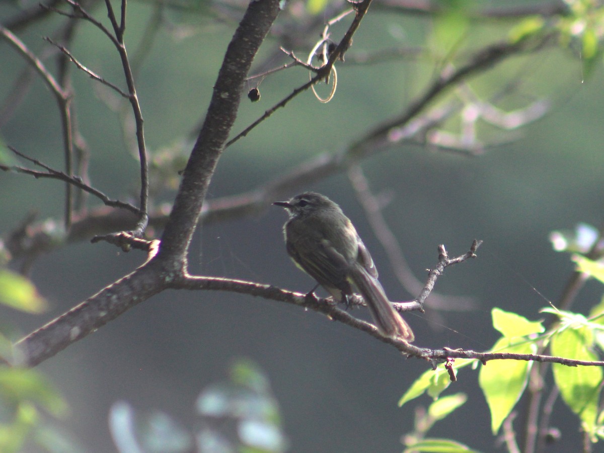 Greenish Elaenia - ML640324417
