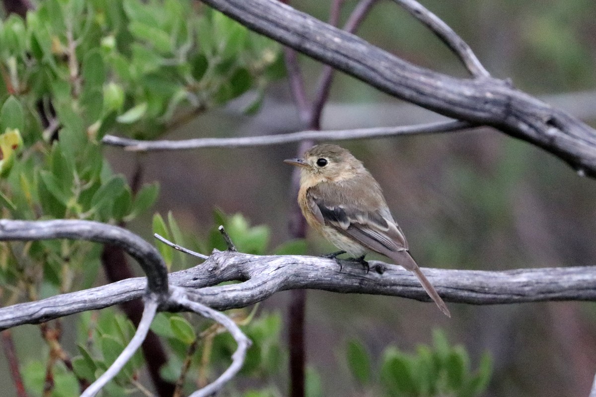 Buff-breasted Flycatcher - ML640324447