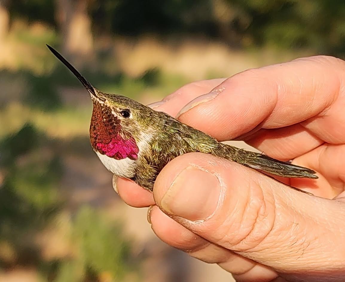 Broad-tailed Hummingbird - ML640324477
