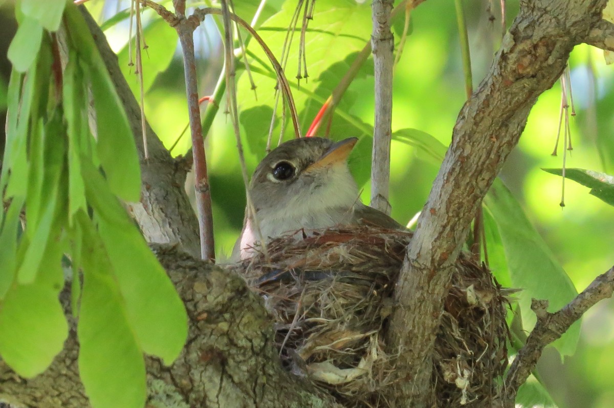 Least Flycatcher - ML64032451