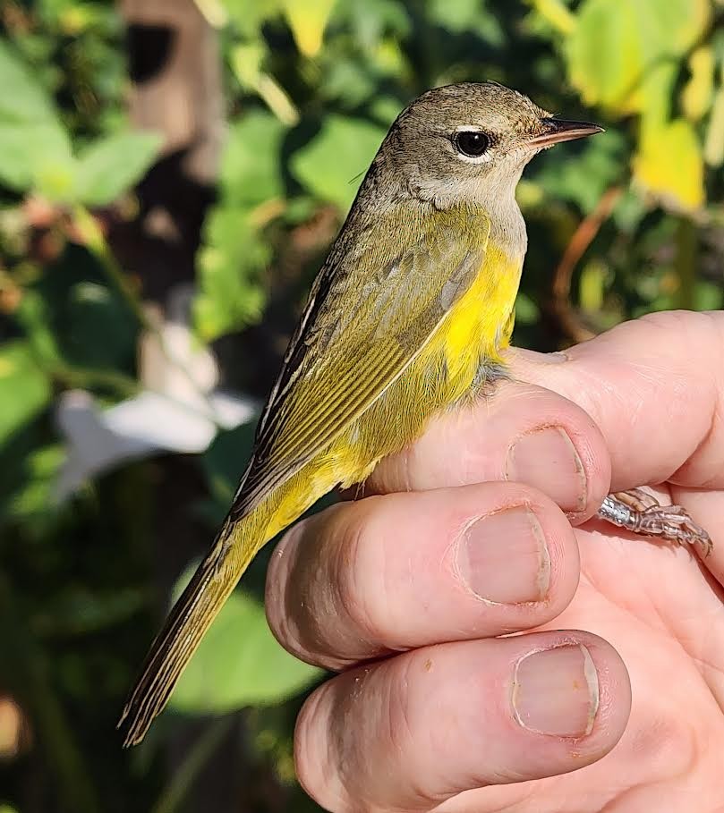 MacGillivray's Warbler - ML640324513