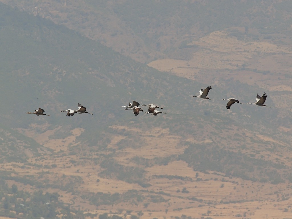 Common Crane - ML640324515