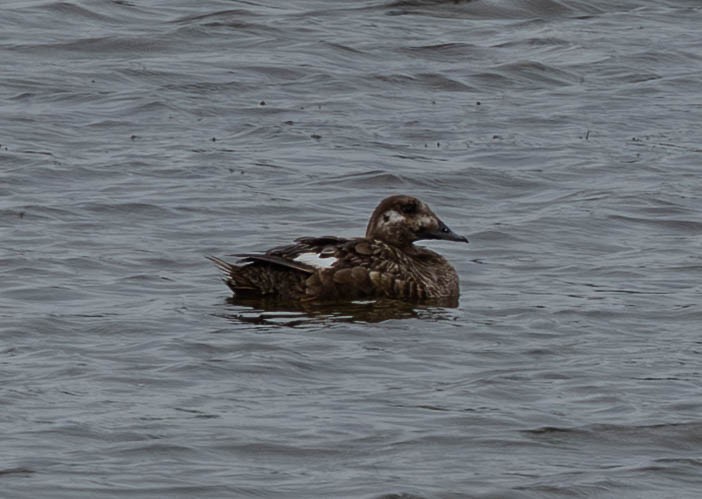 White-winged Scoter - ML640324519
