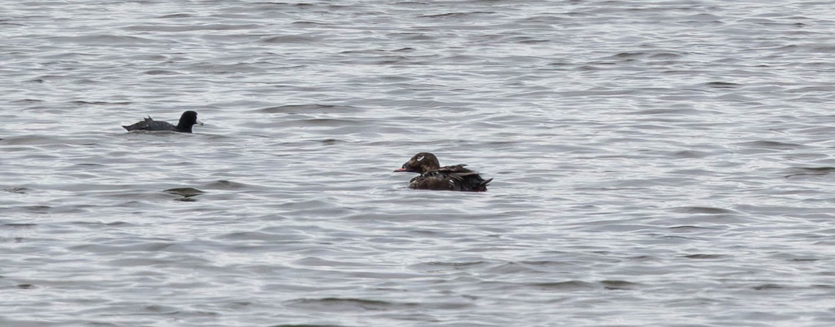 White-winged Scoter - ML640324520