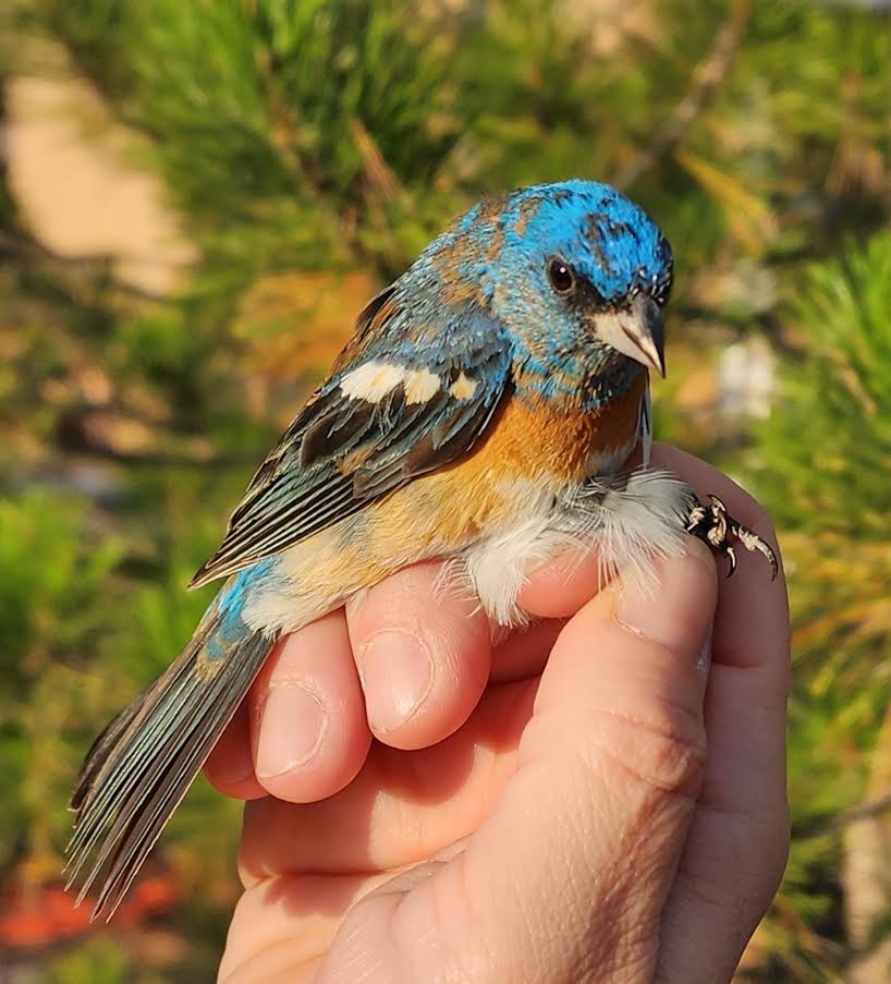 Lazuli Bunting - ML640324542