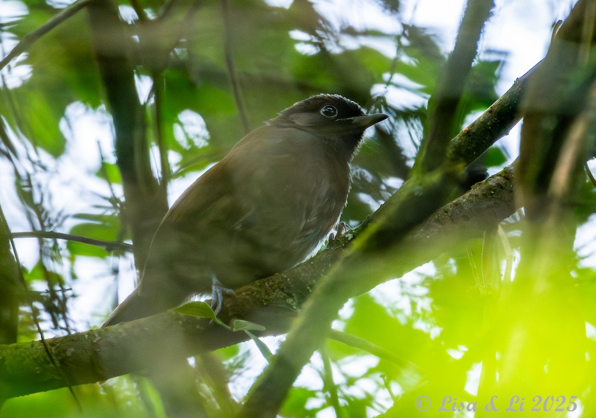 Rwenzori Hill Babbler - ML640324549