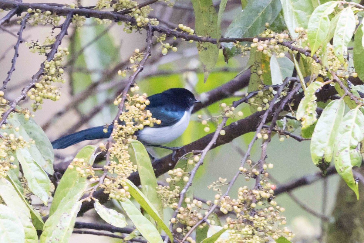 Fan-tailed Berrypecker - ML640324567