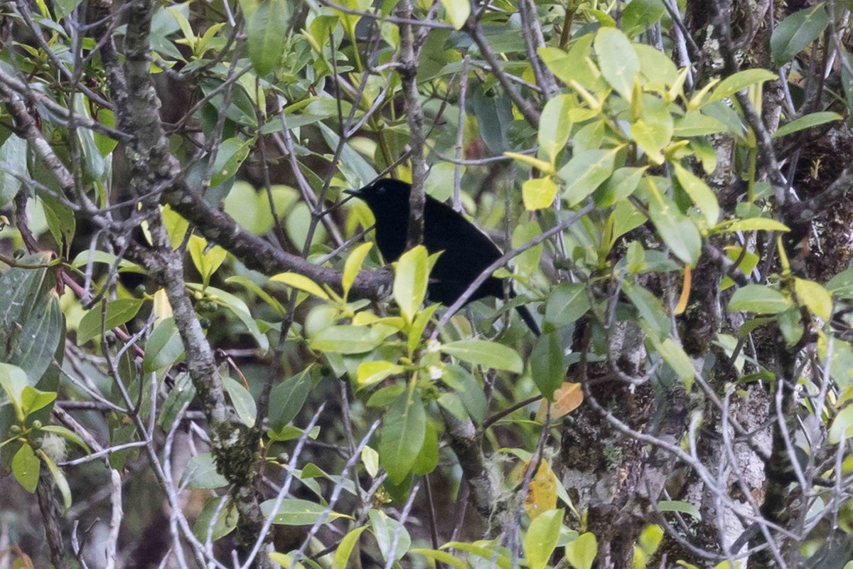 Loria's Satinbird - ML640324579