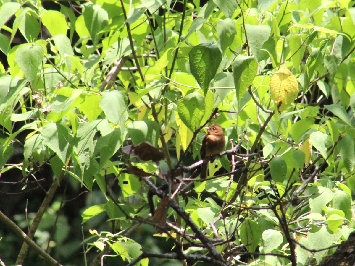 Tufted Flycatcher - ML640324657