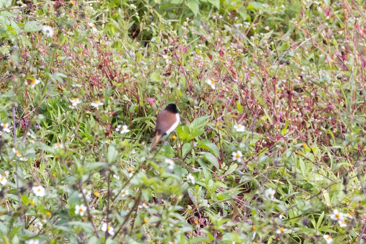 Hooded Munia - ML640324659