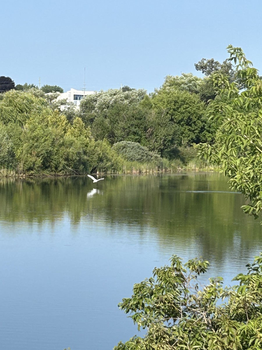 Trumpeter Swan - ML640324690