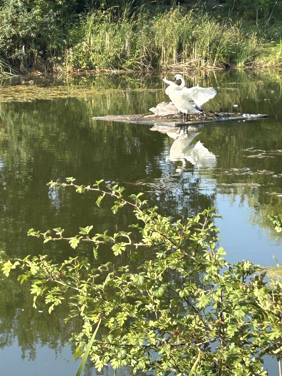 Trumpeter Swan - ML640324691