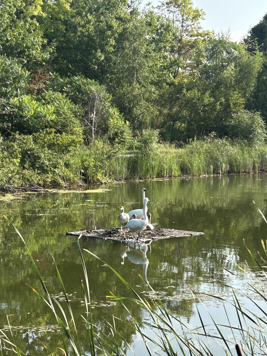 Trumpeter Swan - ML640324692