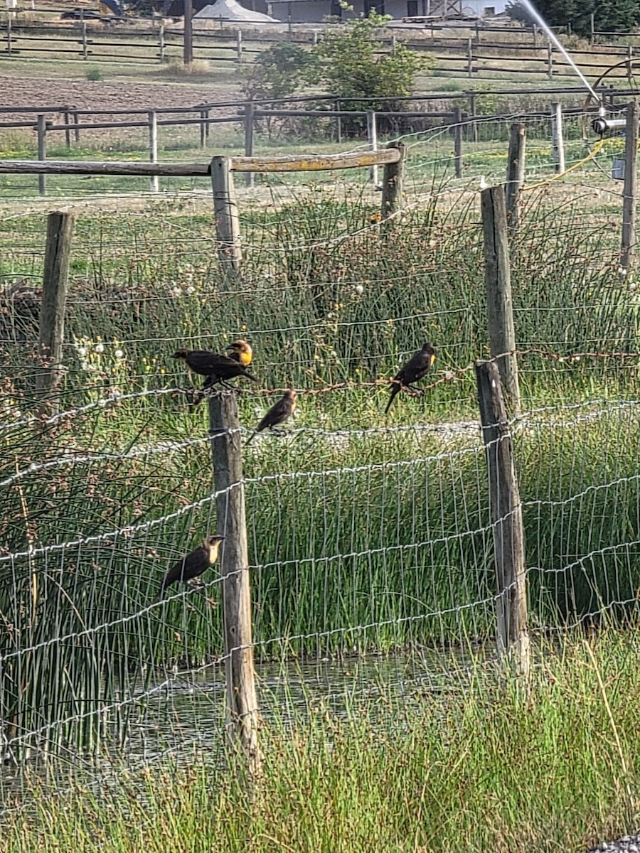 Yellow-headed Blackbird - ML640324741