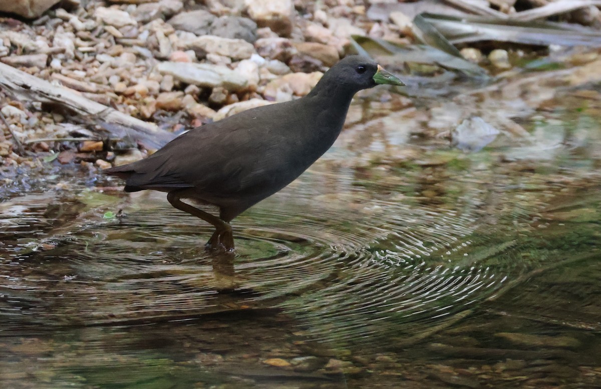 Pale-vented Bush-hen - ML640324755