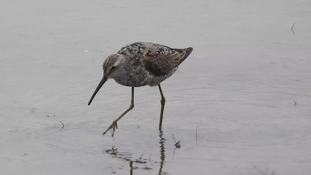 Stilt Sandpiper - ML640324765
