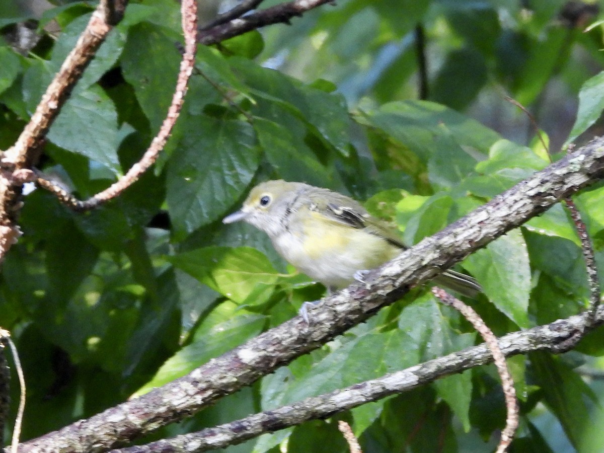 Vireo Ojiblanco - ML640324768