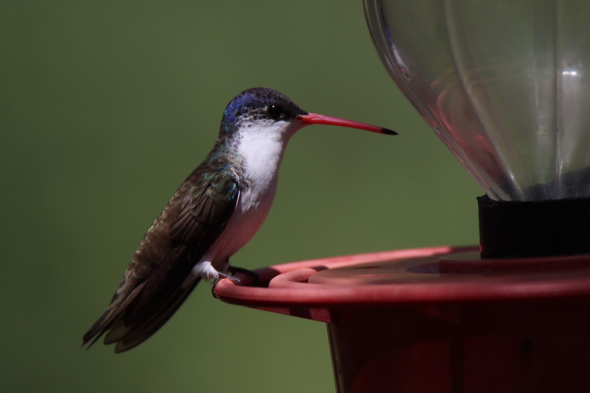 Violet-crowned Hummingbird - ML640324789