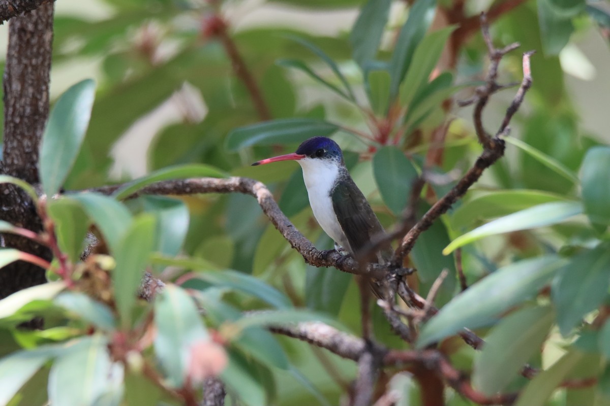 Violet-crowned Hummingbird - ML640324792