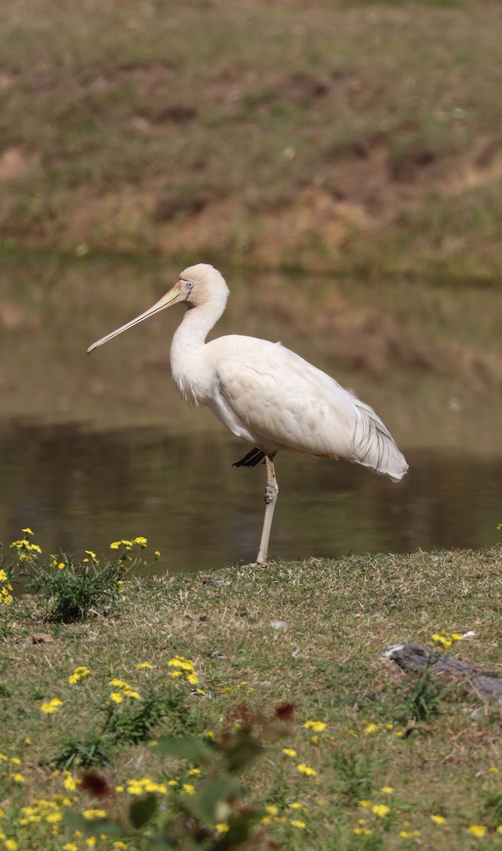 Yellow-billed Spoonbill - ML640324800