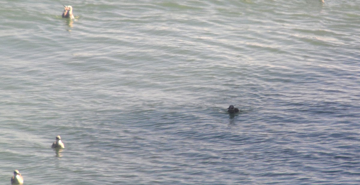Long-tailed Duck - ML640324829