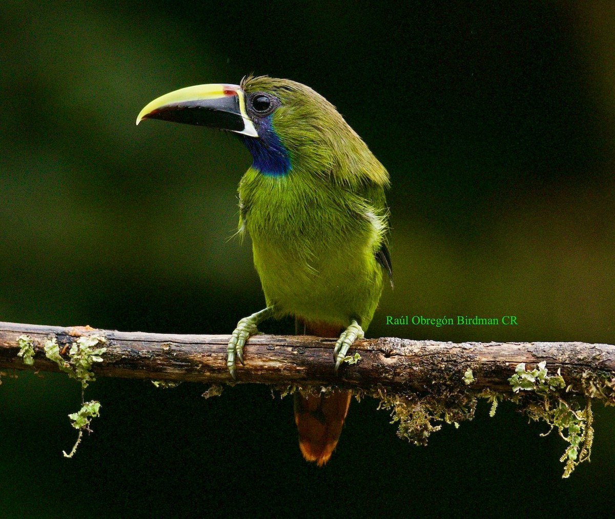 Northern Emerald-Toucanet - ML640324832