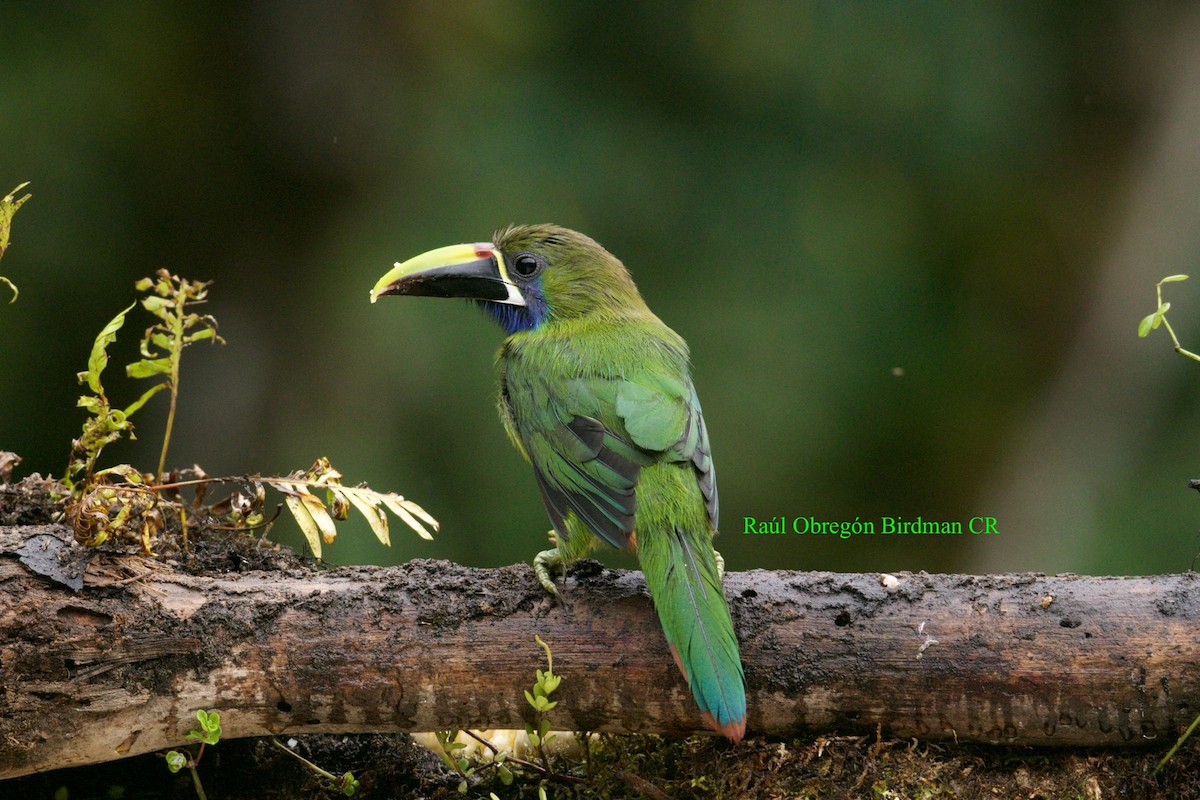 Northern Emerald-Toucanet - ML640324833