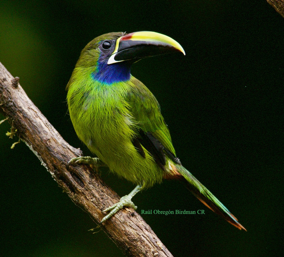 Northern Emerald-Toucanet - ML640324834