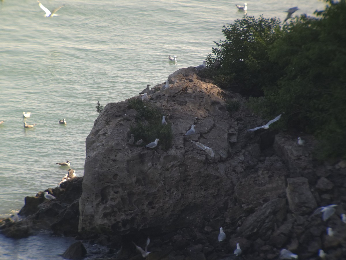 American Herring Gull - ML640324835