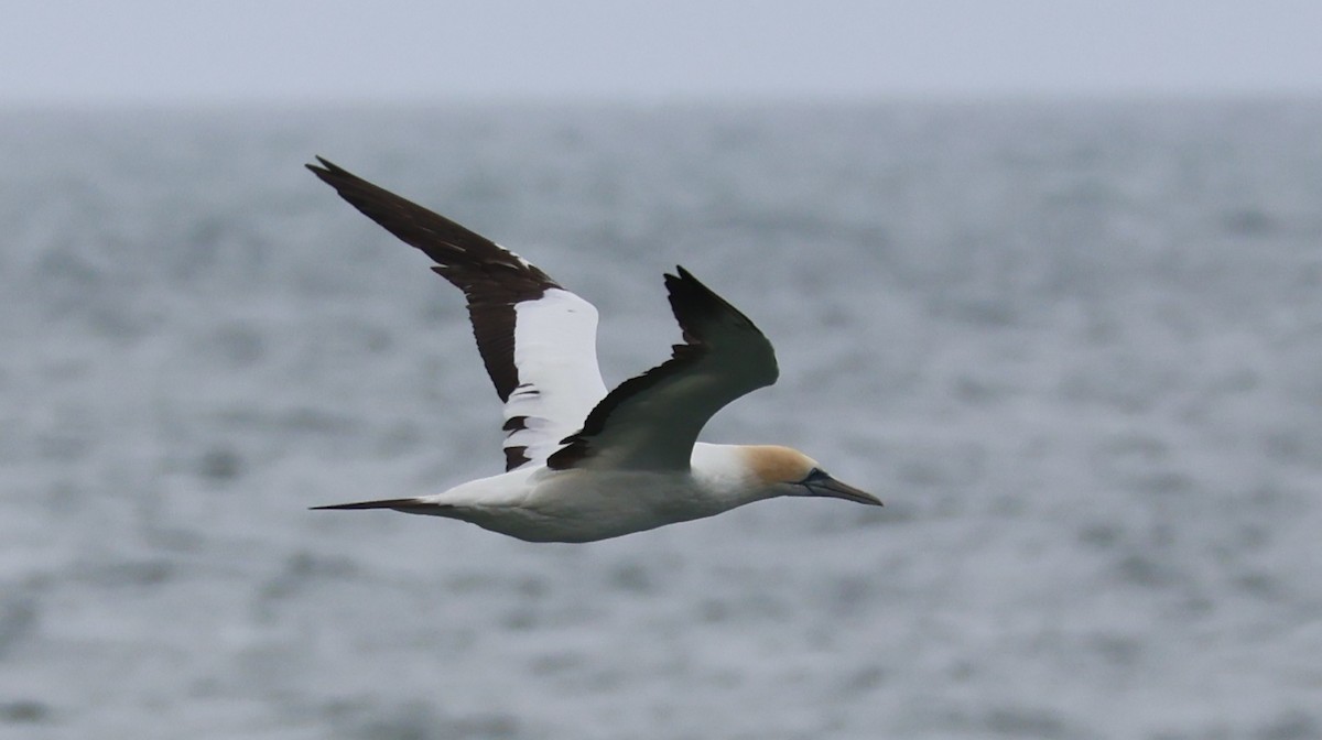 Australasian Gannet - ML640324852