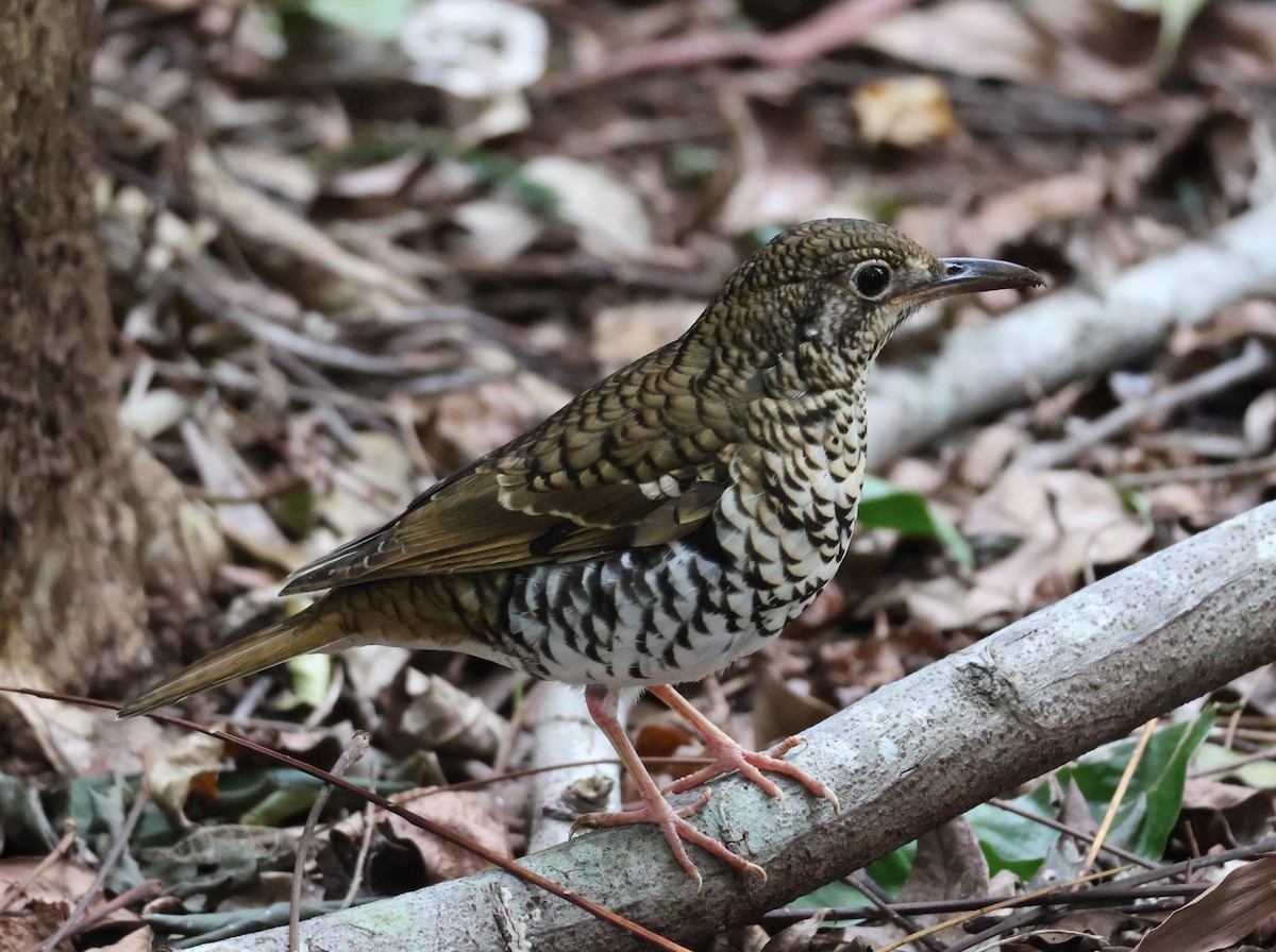 Russet-tailed Thrush - ML640324900