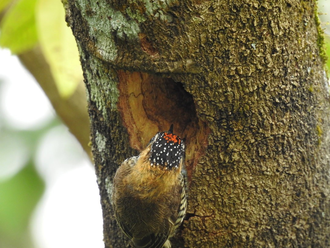 Ochre-collared Piculet - ML640324903