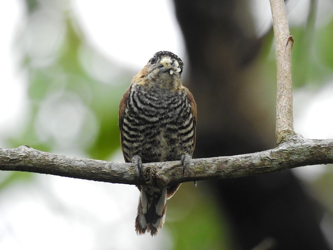 Ochre-collared Piculet - ML640324904