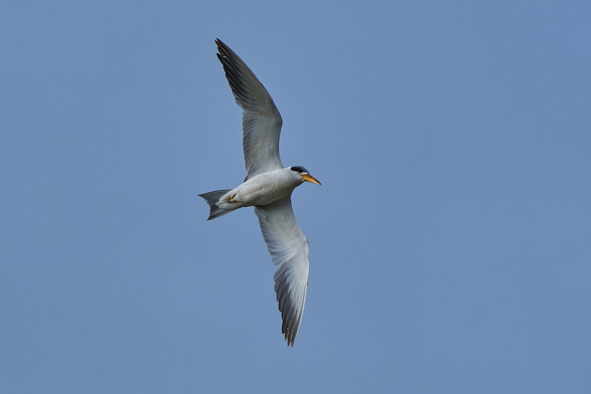 Large-billed Tern - ML640324952