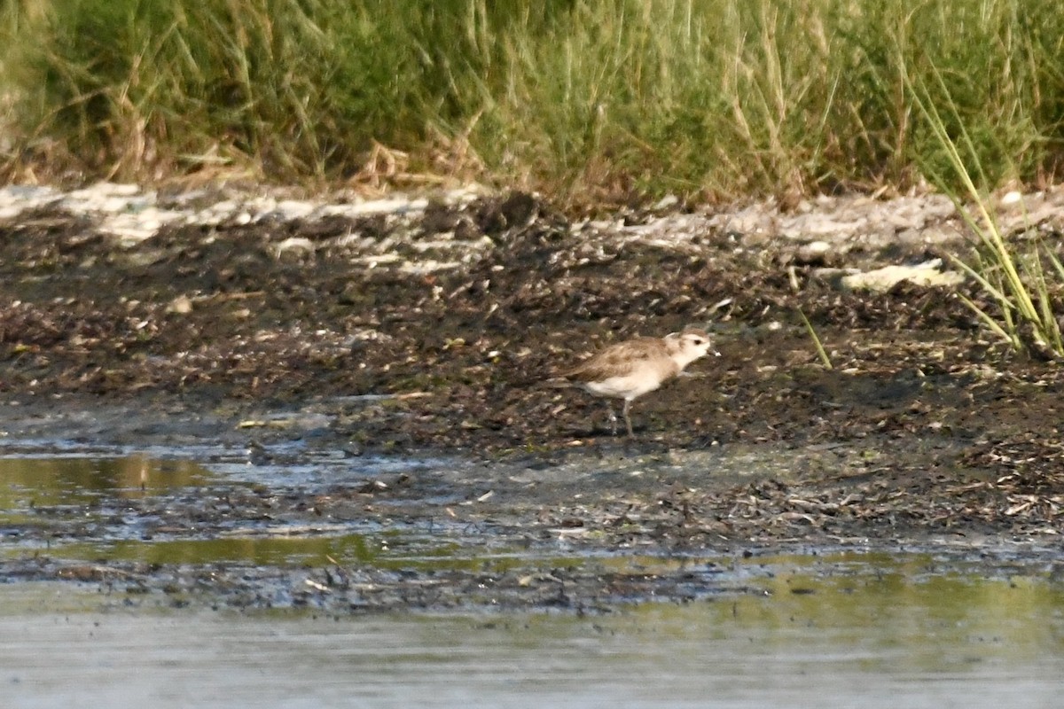 American Golden-Plover - ML640325051