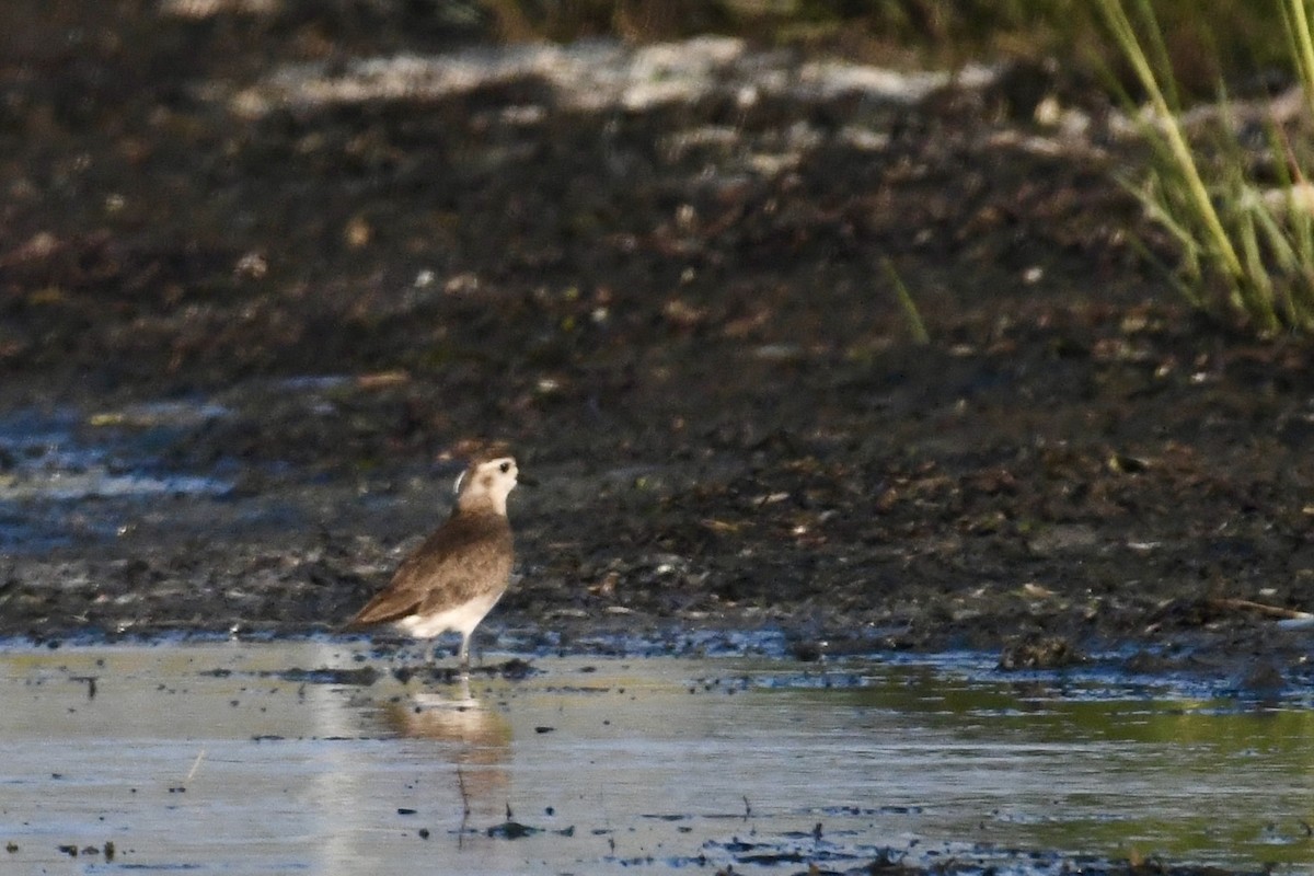 American Golden-Plover - ML640325052