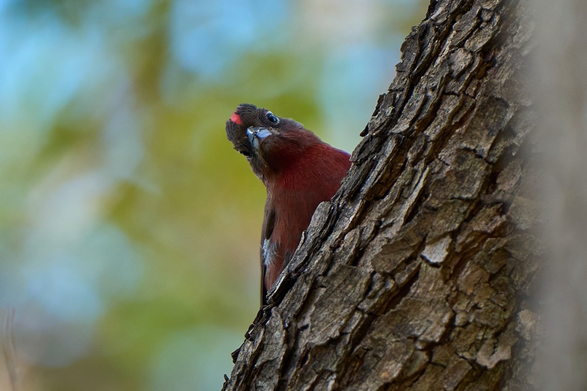 Red-crested Finch - ML640325070