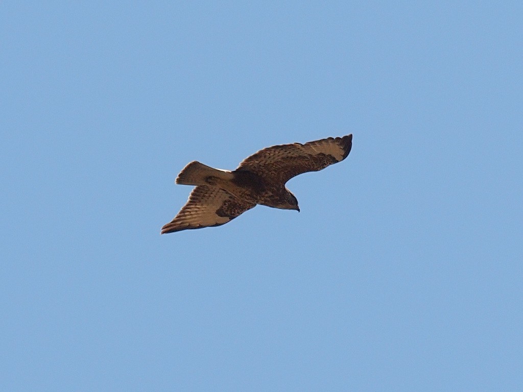 Black-chested Snake-Eagle - ML640325091