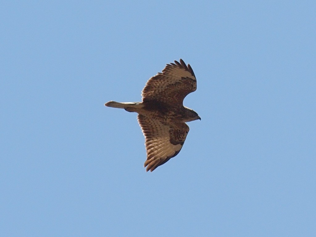 Black-chested Snake-Eagle - ML640325092