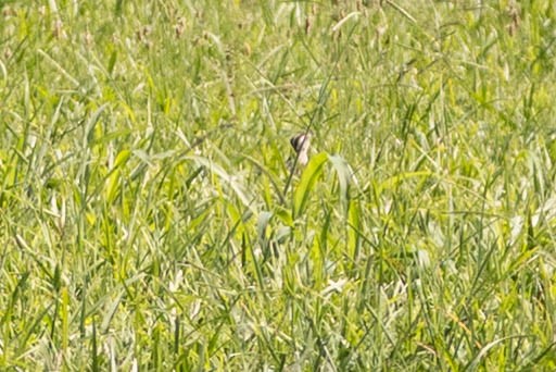 Eastern Meadowlark (Eastern) - ML640325126